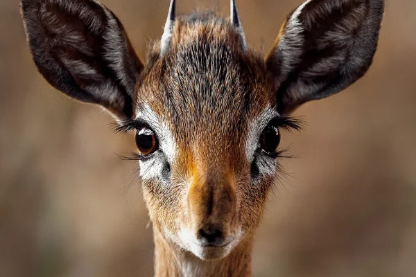 colorazione di animali erbivori